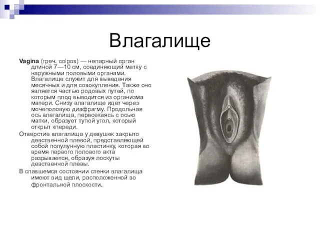 Влагалище Vagina (греч. colpos) — непарный орган длиной 7—10 см,