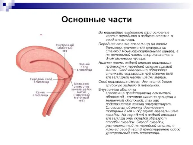 Основные части Во влагалище выделяют три основные части: переднюю и