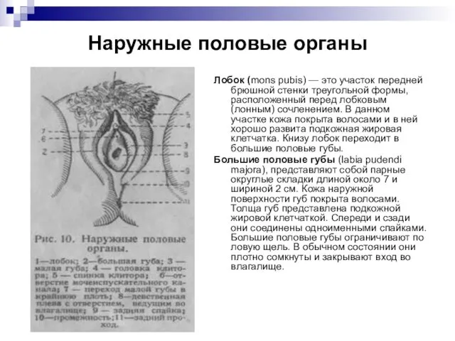 Наружные половые органы Лобок (mons pubis) — это участок передней