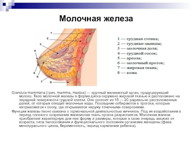 Молочная железа Gianduia mammaria (греч. mamma, mastos) — крупный железистый