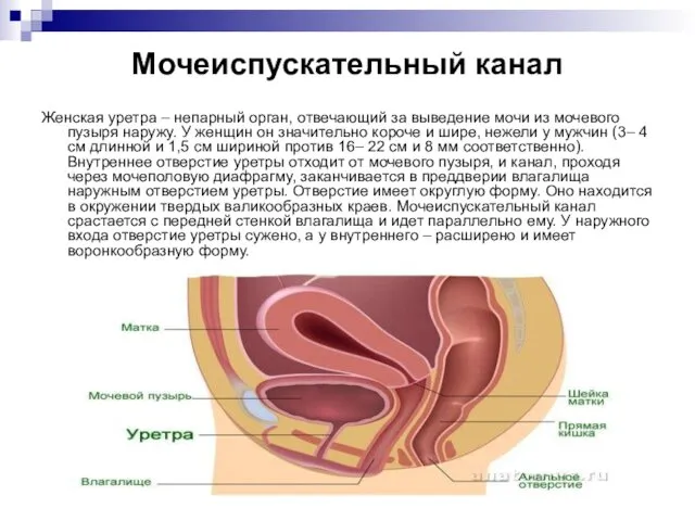 Мочеиспускательный канал Женская уретра – непарный орган, отвечающий за выведение