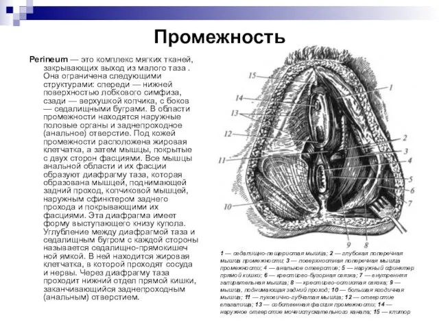 Промежность Perineum — это комплекс мягких тканей, за­крывающих выход из