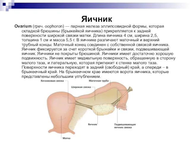 Яичник Ovarium (греч. oophoron) — парная железа эллипсовидной формы, которая