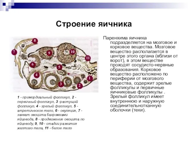 Строение яичника Паренхима яичника подразделяется на мозговое и корковое вещества.