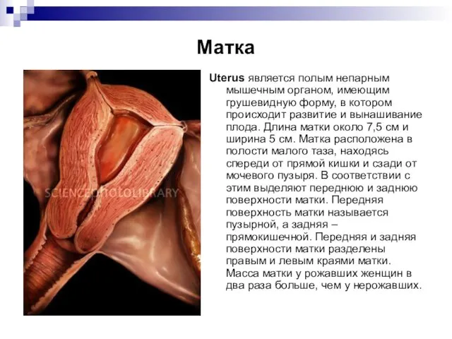 Матка Uterus является полым непарным мышечным органом, имеющим грушевидную форму,