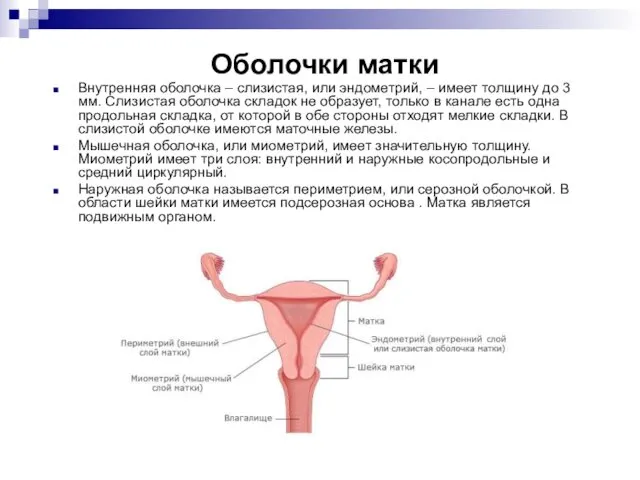 Внутренняя оболочка – слизистая, или эндометрий, – имеет толщину до