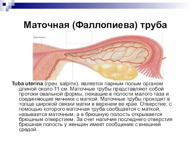 Маточная (Фаллопиева) труба Tuba uterina (греч. salpinx), является парным полым