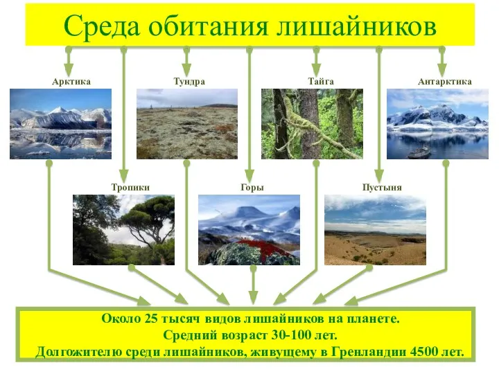 Среда обитания лишайников Арктика Тундра Тайга Антарктика Пустыня Горы Тропики