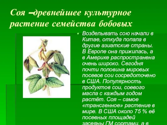 Соя –древнейшее культурное растение семейства бобовых Возделывать сою начали в