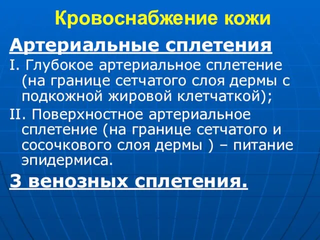 Кровоснабжение кожи Артериальные сплетения I. Глубокое артериальное сплетение (на границе