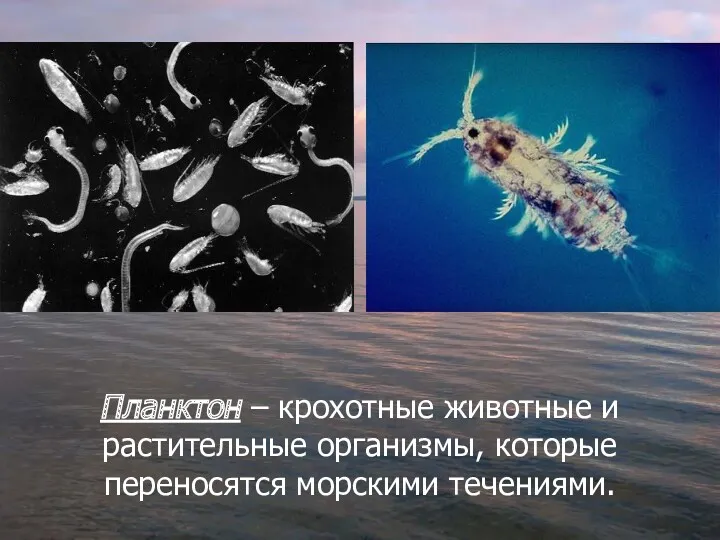 Планктон – крохотные животные и растительные организмы, которые переносятся морскими течениями.