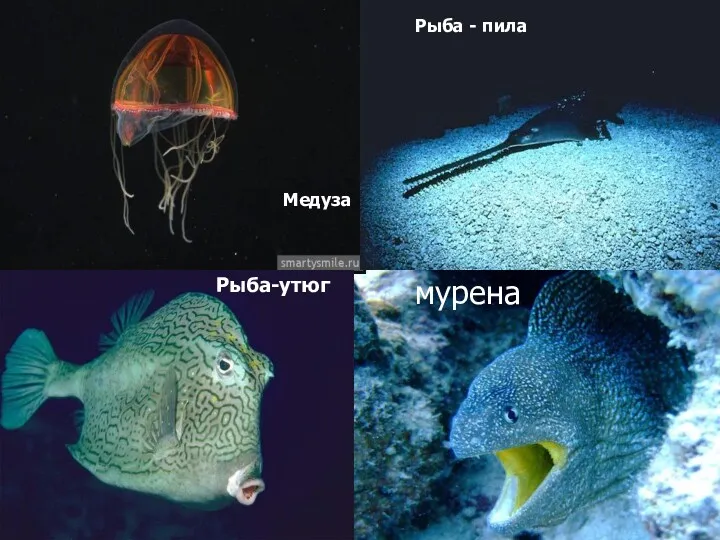 мурена Медуза Рыба - пила Рыба-утюг