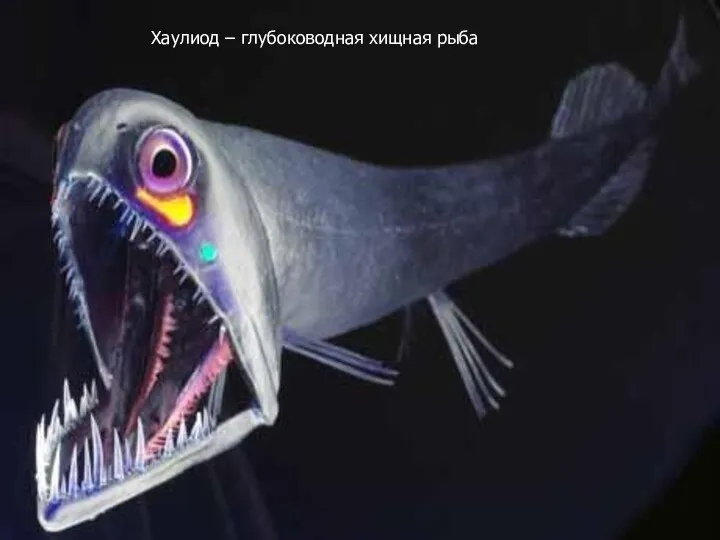 Хаулиод – глубоководная хищная рыба