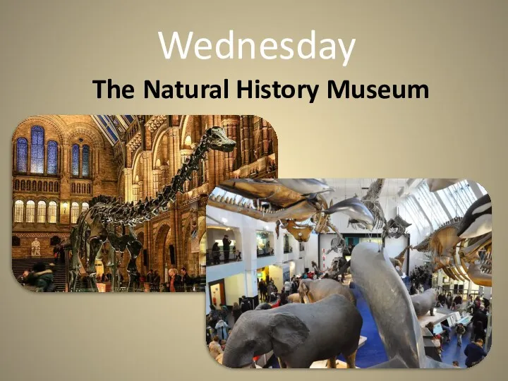 Wednesday The Natural History Museum