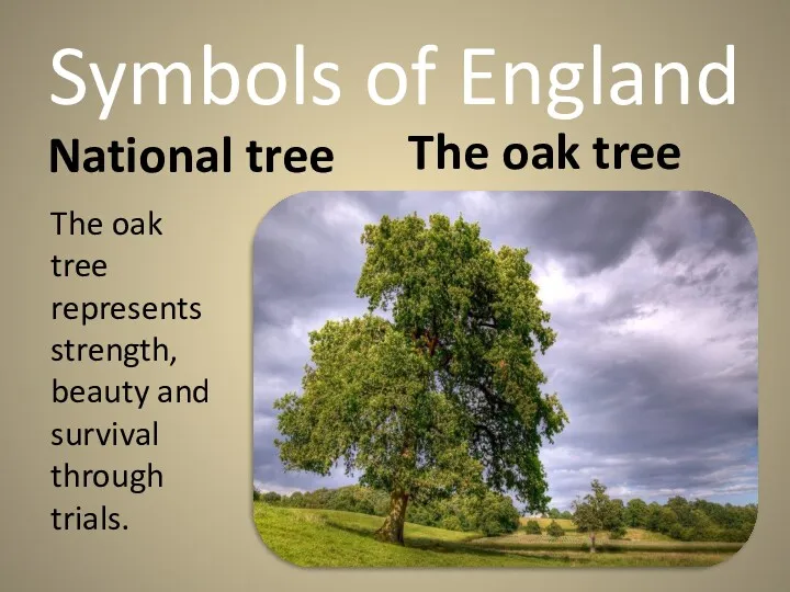 Symbols of England National tree The oak tree The oak tree represents strength,