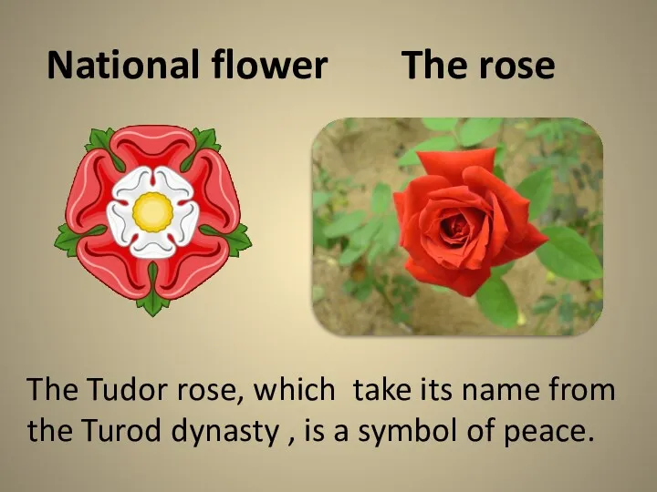 National flower The rose The Tudor rose, which take its name from the