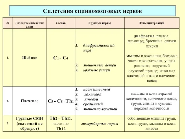 Сплетения спинномозговых нервов