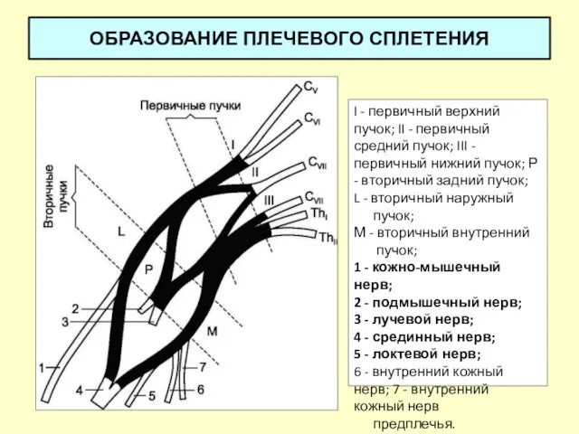 ОБРАЗОВАНИЕ ПЛЕЧЕВОГО СПЛЕТЕНИЯ I - первичный верхний пучок; II -