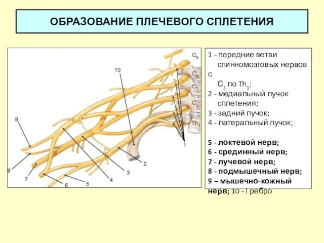 ОБРАЗОВАНИЕ ПЛЕЧЕВОГО СПЛЕТЕНИЯ 1 - передние ветви спинномозговых нервов с