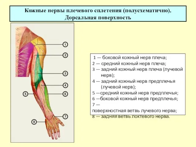 Кожные нервы плечевого сплетения (полусхематично). Дорсальная поверхность 1 — боковой