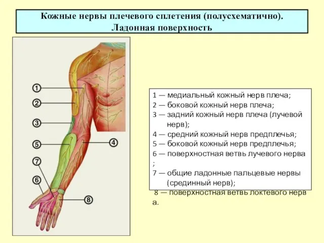 Кожные нервы плечевого сплетения (полусхематично). Ладонная поверхность 1 — медиальный