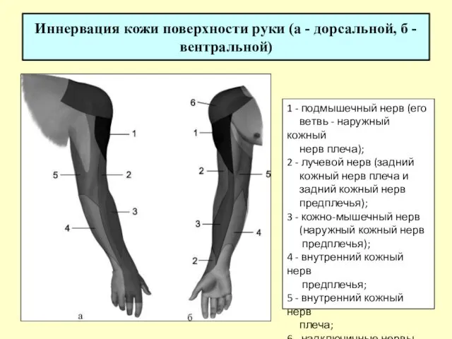 Иннервация кожи поверхности руки (а - дорсальной, б - вентральной)