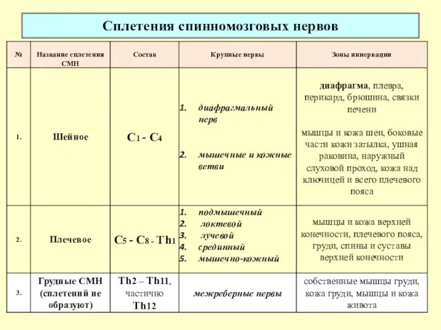 Сплетения спинномозговых нервов