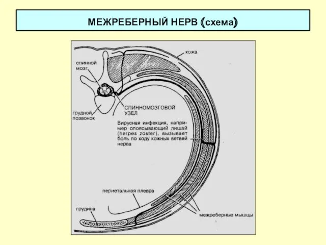 МЕЖРЕБЕРНЫЙ НЕРВ (схема)