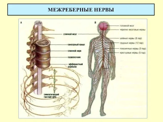 МЕЖРЕБЕРНЫЕ НЕРВЫ