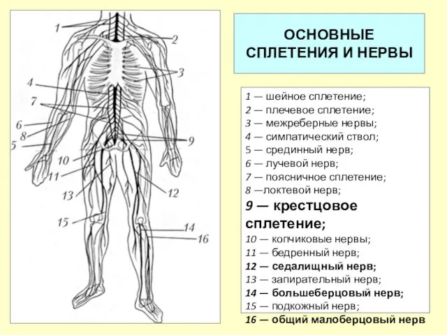 ОСНОВНЫЕ СПЛЕТЕНИЯ И НЕРВЫ 1 — шейное сплетение; 2 —