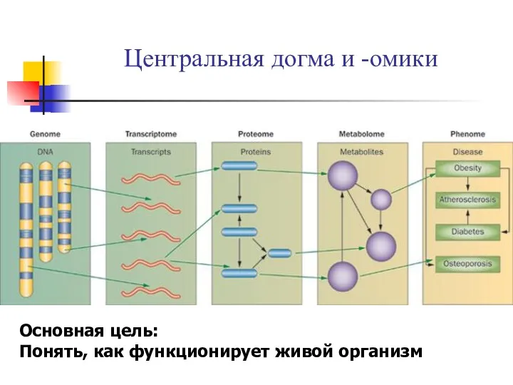 Центральная догма и -омики Основная цель: Понять, как функционирует живой организм