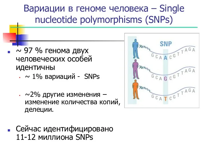 Вариации в геноме человека – Single nucleotide polymorphisms (SNPs) ~