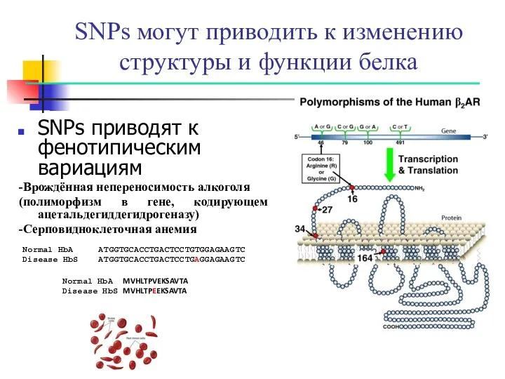 SNPs могут приводить к изменению структуры и функции белка SNPs