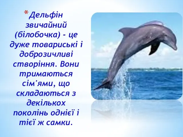 Дельфін звичайний (білобочка) - це дуже товариські і доброзичливі створіння.