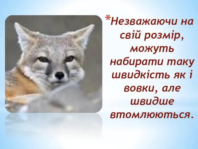 Незважаючи на свій розмір, можуть набирати таку швидкість як і вовки, але швидше втомлюються.