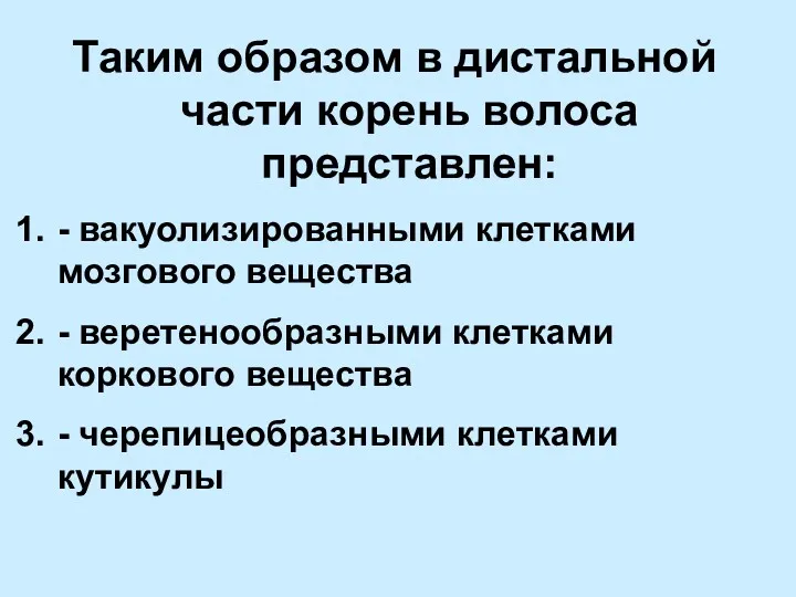 Таким образом в дистальной части корень волоса представлен: - вакуолизированными