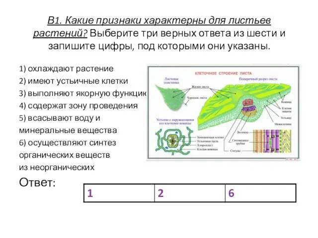 В1. Какие признаки характерны для листьев растений? Выберите три верных