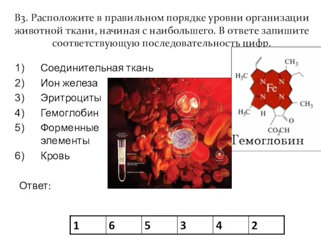 В3. Расположите в правильном порядке уровни организации животной ткани, начиная