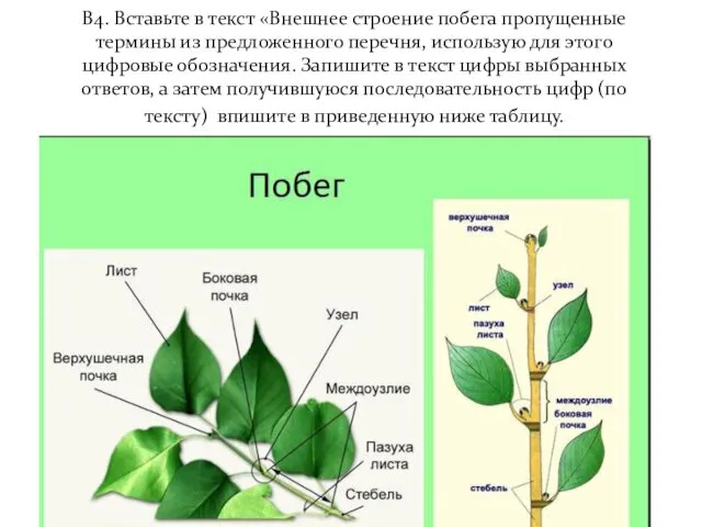 В4. Вставьте в текст «Внешнее строение побега пропущенные термины из