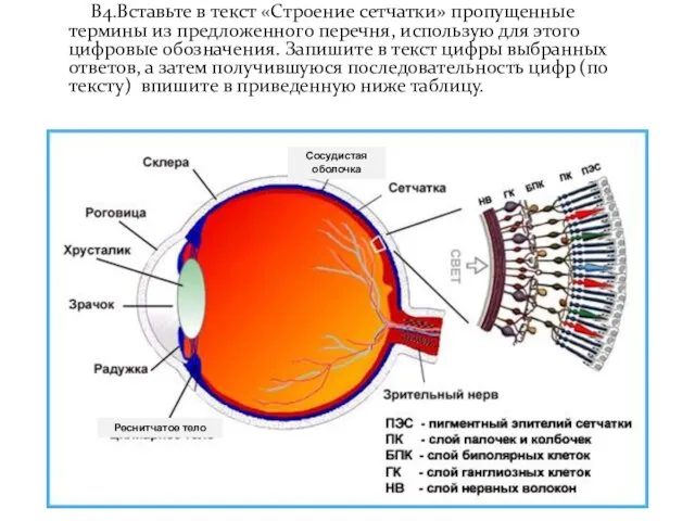 В4.Вставьте в текст «Строение сетчатки» пропущенные термины из предложенного перечня,