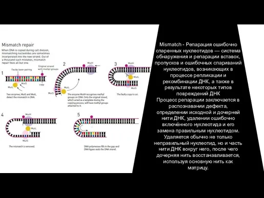 Mismatch - Репарация ошибочно спаренных нуклеотидов — система обнаружения и