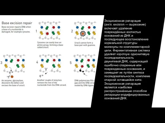 Эксцизионная репарация (англ. excision — вырезание) включает удаление повреждённых азотистых