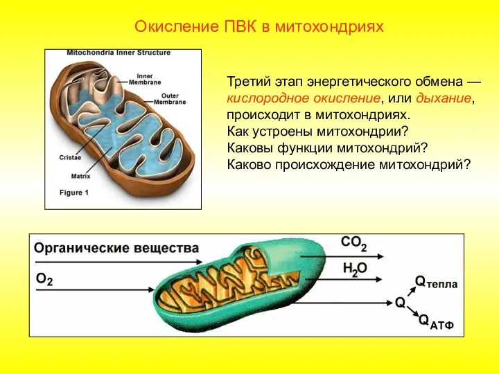 Третий этап энергетического обмена — кислородное окисление, или дыхание, происходит