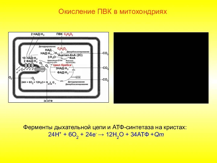 Окисление ПВК в митохондриях Ферменты дыхательной цепи и АТФ-синтетаза на