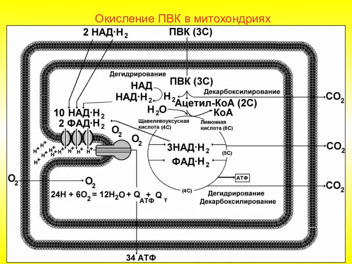 Окисление ПВК в митохондриях