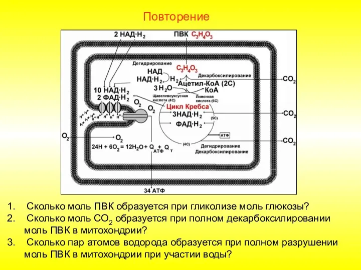 Повторение Сколько моль ПВК образуется при гликолизе моль глюкозы? Сколько