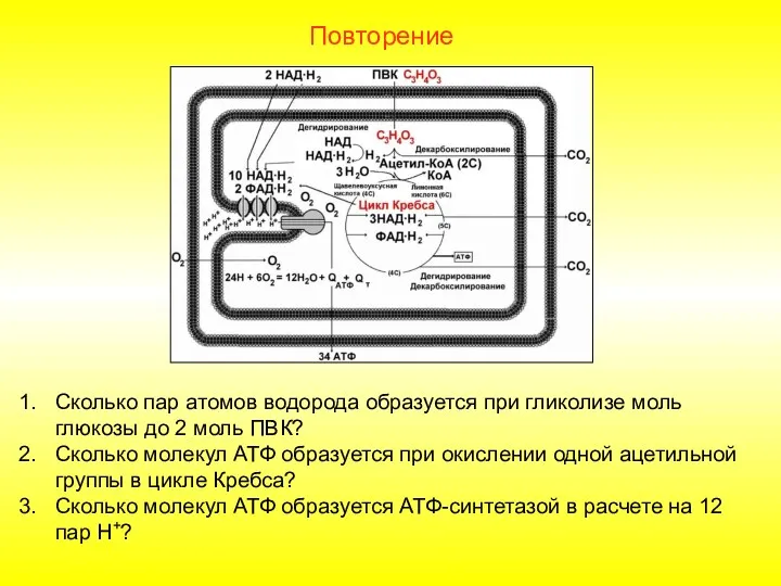 Повторение Сколько пар атомов водорода образуется при гликолизе моль глюкозы