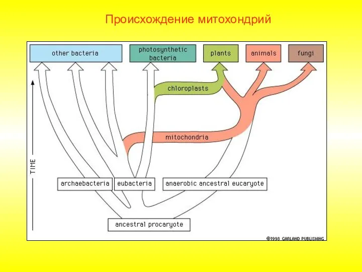 Происхождение митохондрий