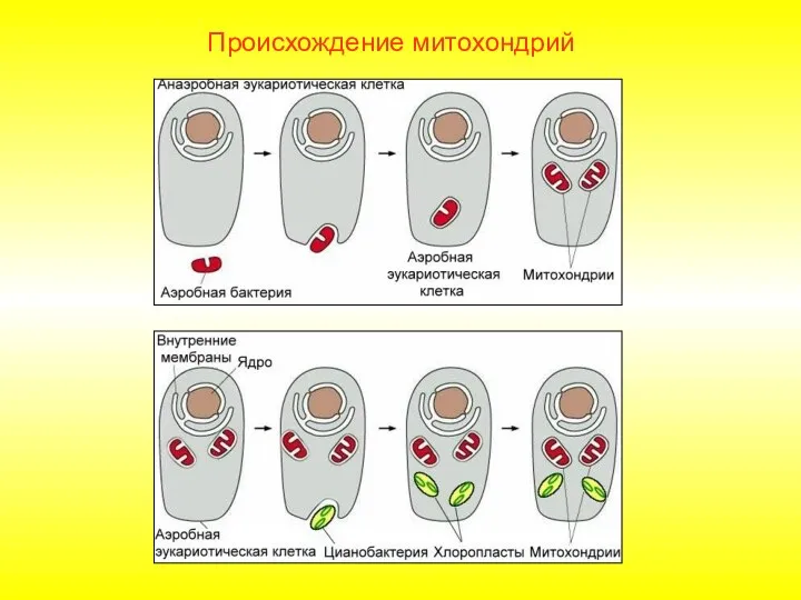 Происхождение митохондрий