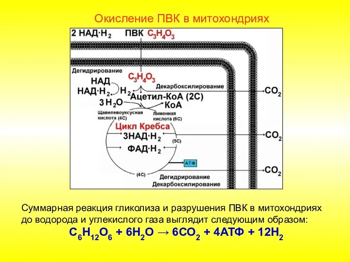 Окисление ПВК в митохондриях Суммарная реакция гликолиза и разрушения ПВК